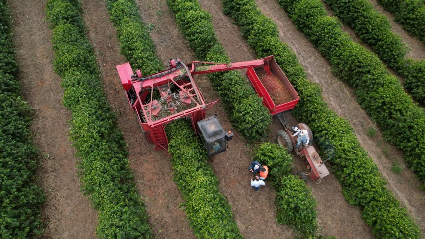 Último boletim da Cooxupé aponta 99,4% da colheita de café