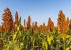 Sorgo ganha espaço no mercado internacional e abre nova frente para a safrinha brasileira