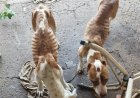 Tutor é preso por maus-tratos a Pitbulls em Monte Santo