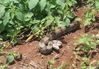 Bombeiros de Guaxupé resgatam jiboia de 2 metros encontrada em galinheiro no Tomateiros