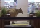 Vídeo: Vaca "fujona" invade centro de São Lourenço, danifica veículos e mobiliza forças de segurança