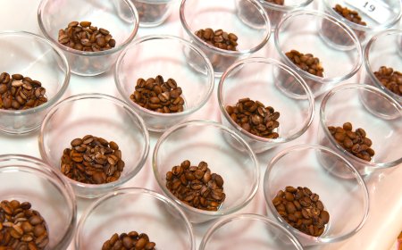Concurso de Qualidade dos Cafés de Minas Gerais bate recorde com quase 2 mil amostras inscritas
