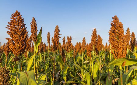 Sorgo ganha espaço no mercado internacional e abre nova frente para a safrinha brasileira
