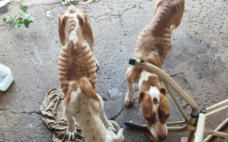 Tutor é preso por maus-tratos a Pitbulls em Monte Santo