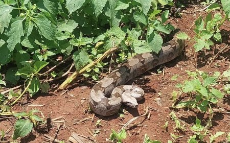 Bombeiros de Guaxupé resgatam jiboia de 2 metros encontrada em galinheiro no Tomateiros