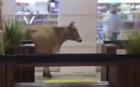 Vídeo: Vaca "fujona" invade centro de São Lourenço, danifica veículos e mobiliza forças de segurança