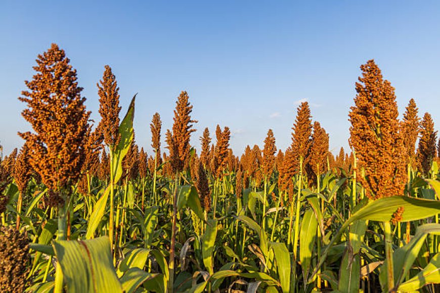 Sorgo ganha espaço no mercado internacional e abre nova frente para a safrinha brasileira