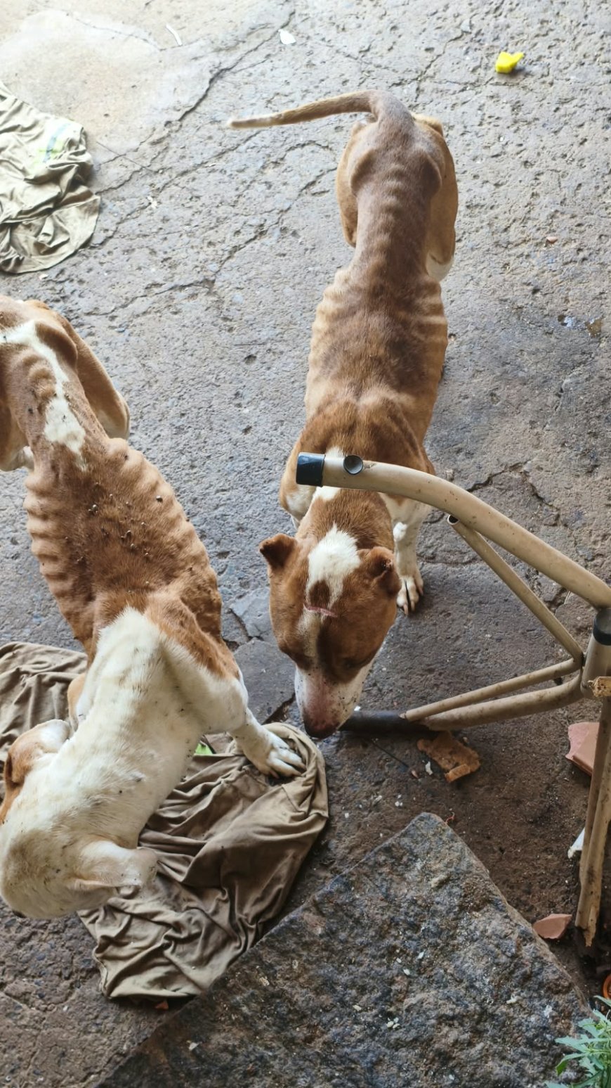Tutor é preso por maus-tratos a Pitbulls em Monte Santo