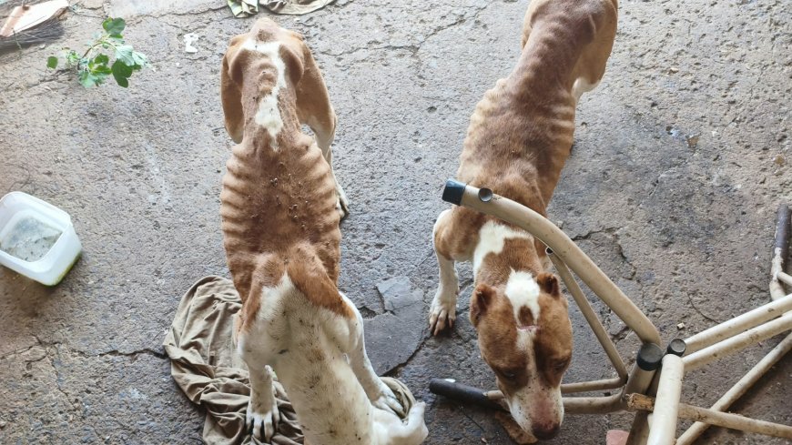 Tutor é preso por maus-tratos a Pitbulls em Monte Santo
