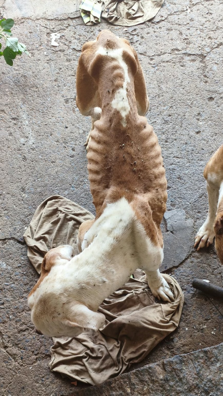 Tutor é preso por maus-tratos a Pitbulls em Monte Santo