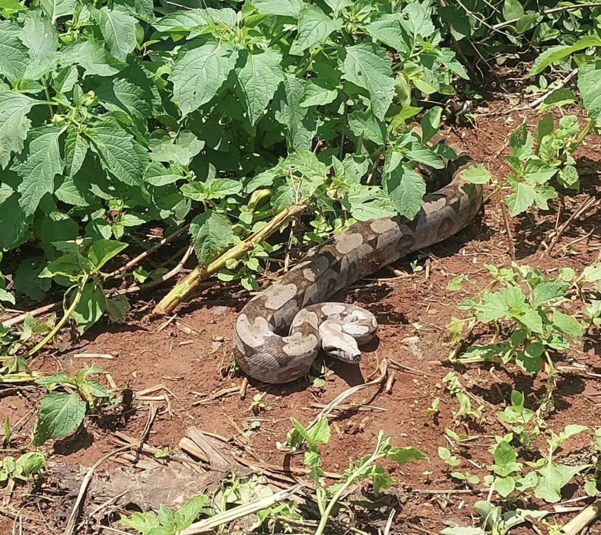 Bombeiros de Guaxupé resgatam jiboia de 2 metros encontrada em galinheiro no Tomateiros