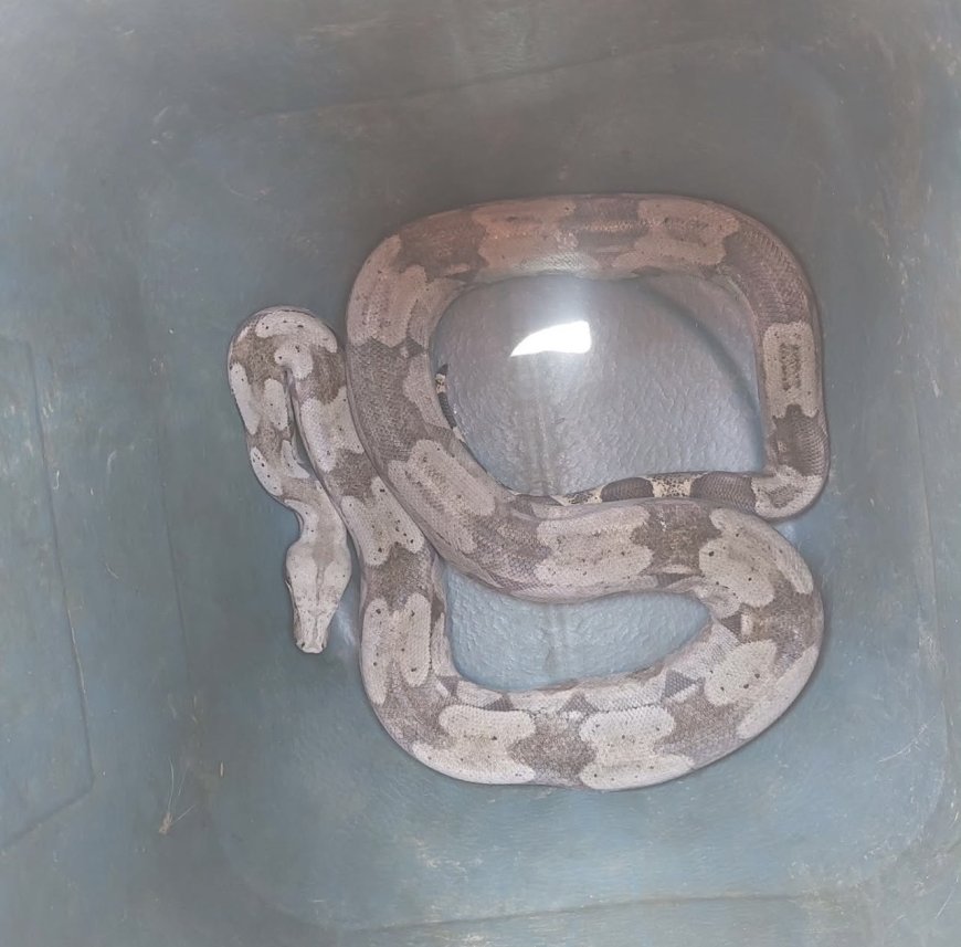 Bombeiros de Guaxupé resgatam jiboia de 2 metros encontrada em galinheiro no Tomateiros