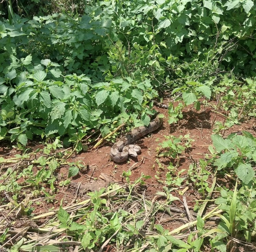 Bombeiros de Guaxupé resgatam jiboia de 2 metros encontrada em galinheiro no Tomateiros