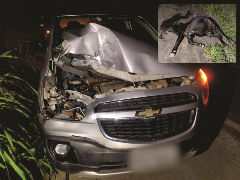 Animais na pista causam acidente na MG-449, em Arceburgo 