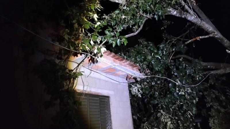 Em Muzambinho, árvore cai sobre poste e residência após forte chuva no final de semana 